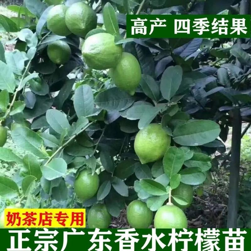 广东香水柠檬奶茶店四季青柠檬无籽香水柠檬高州产地直供