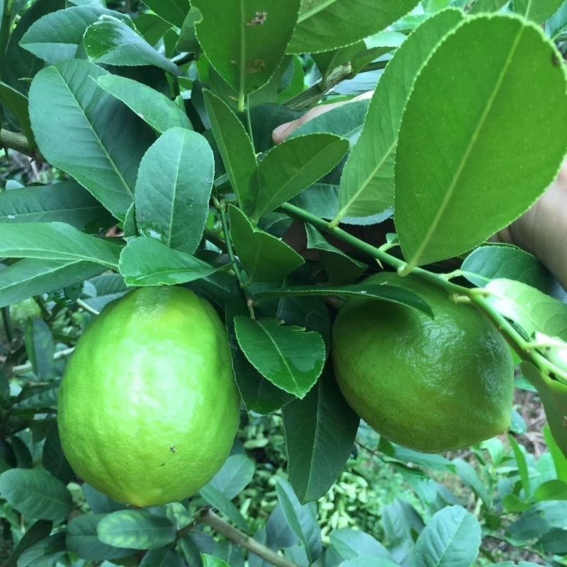 广东香水柠檬奶茶店四季青柠檬无籽香水柠檬高州产地直供