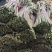 蕨苔