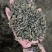 绿茶，翠芽，红茶，黄金芽，低端炒青，大量有货！