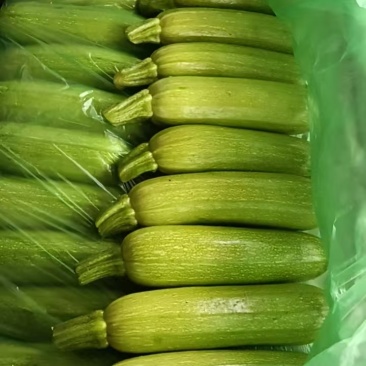 精品西葫芦