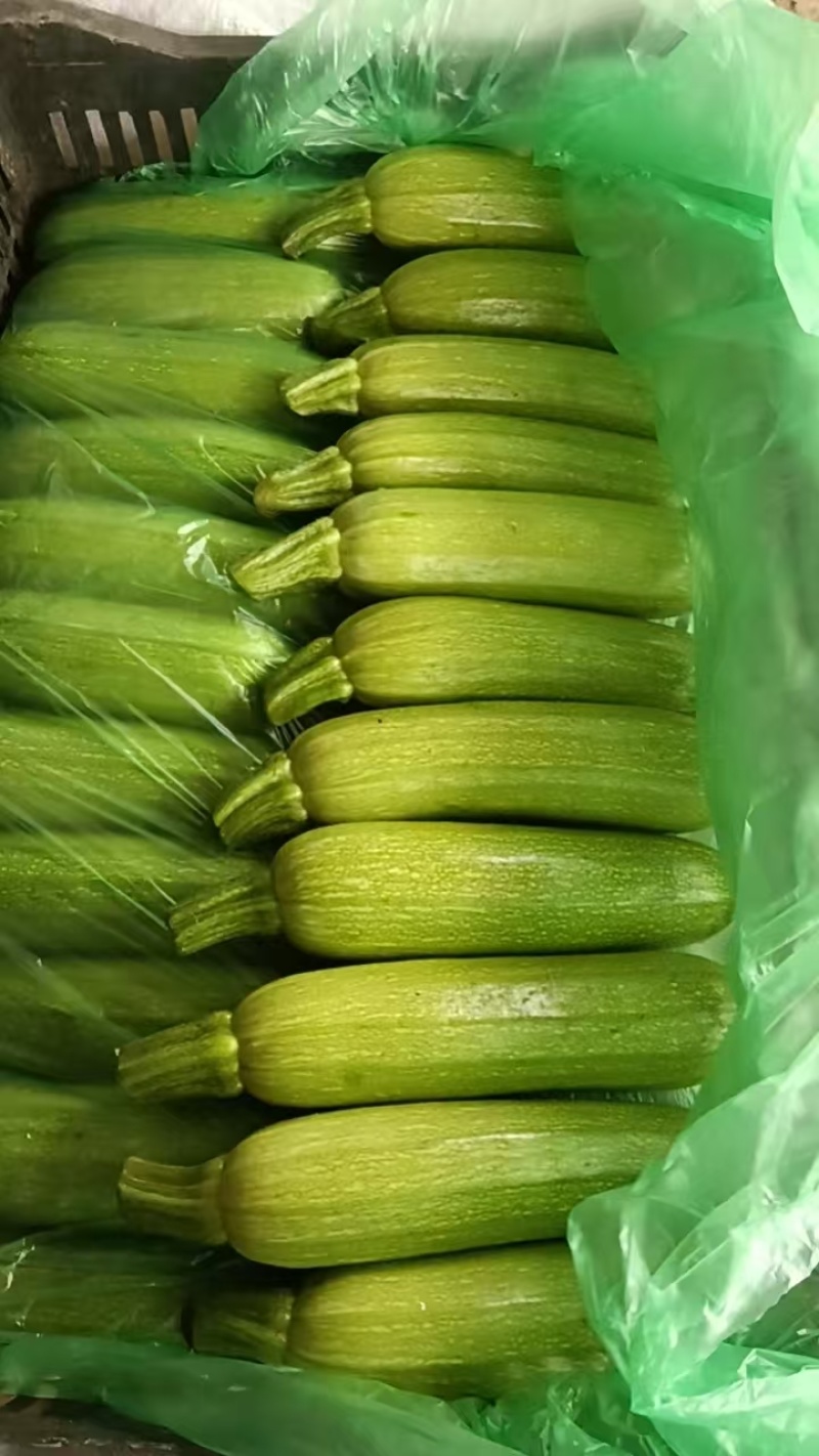精品西葫芦