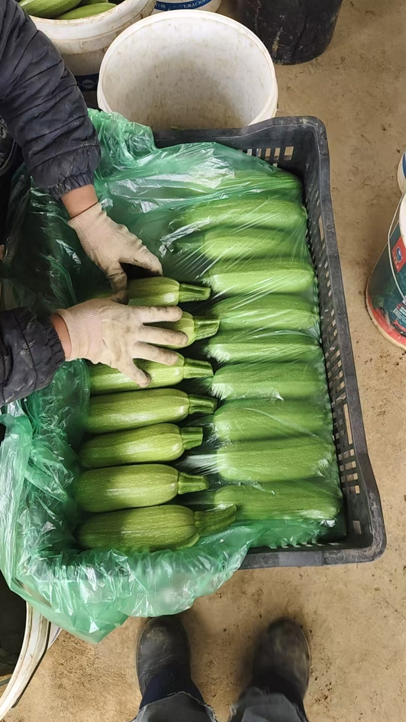 精品西葫芦
