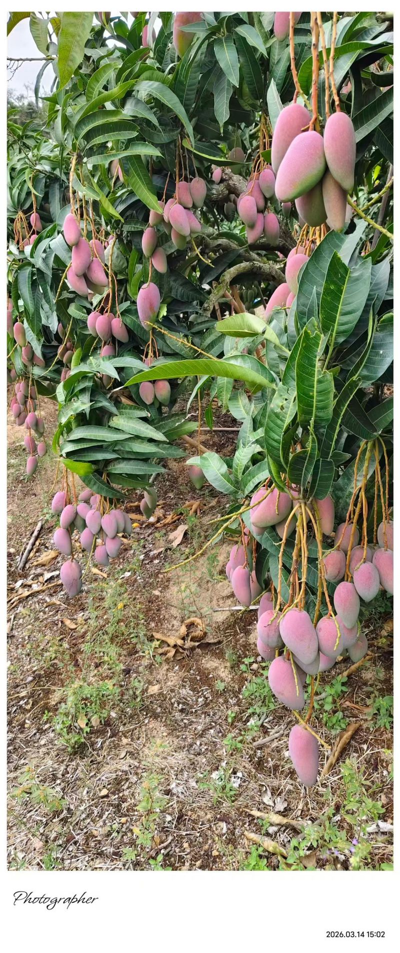 海南贵妃芒，产地直发，大量现货