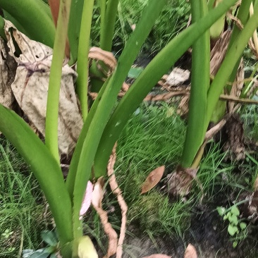 广西荔浦芋头