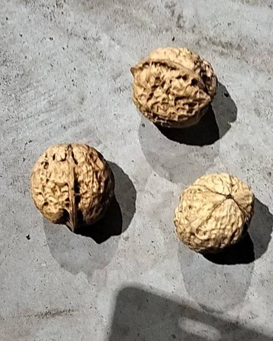 我卖云南白桐核桃