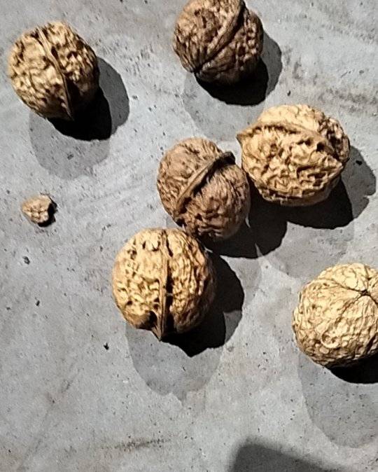 我卖云南白桐核桃