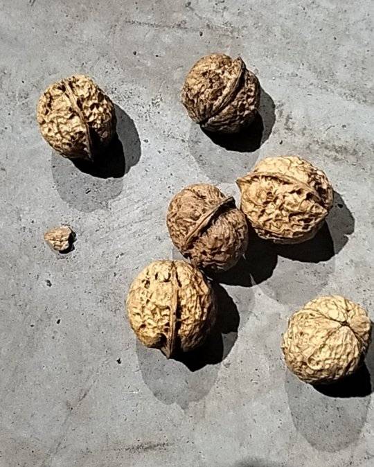云南核桃