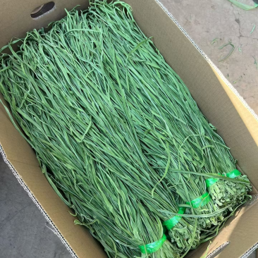 一级贡菜，大理场地直发，价格美丽欢迎各位老板前来合作