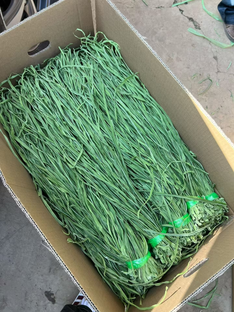 一级贡菜，大理场地直发，价格美丽欢迎各位老板前来合作