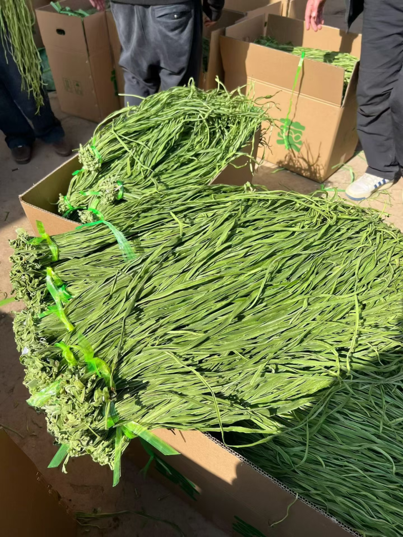 一级贡菜，大理场地直发，价格美丽欢迎各位老板前来合作