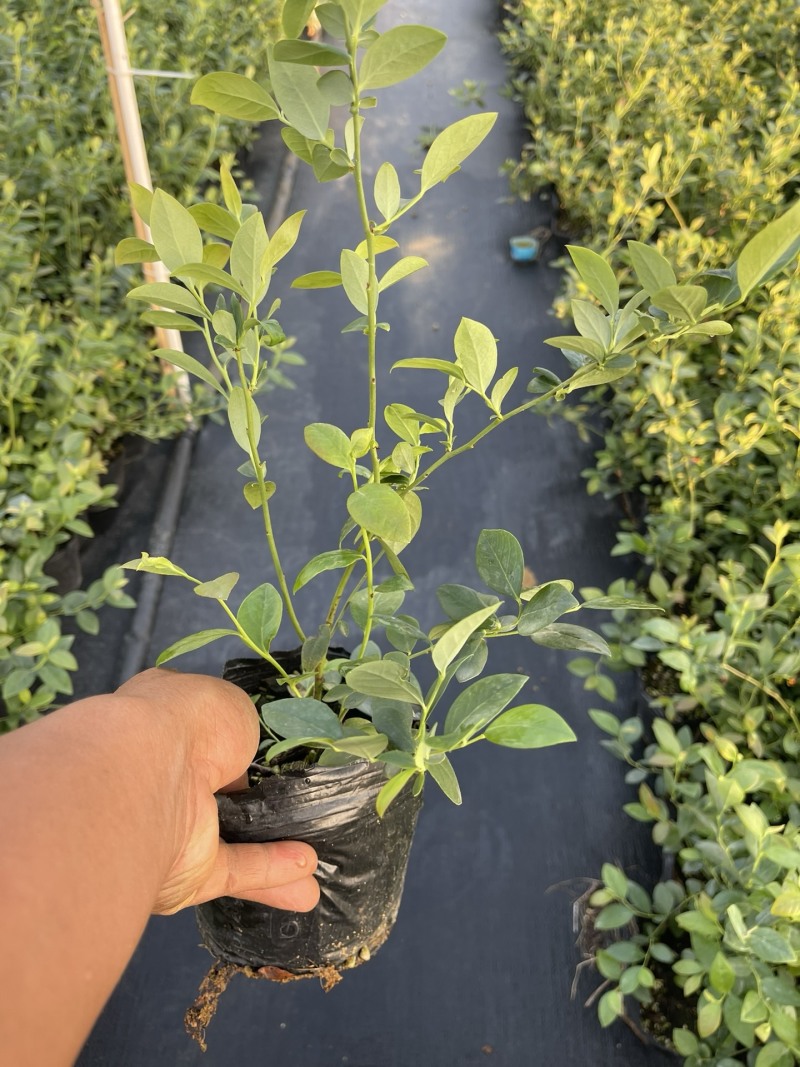 蓝莓品种分29、F6、L11、有需要的的联系我、批发零售都可