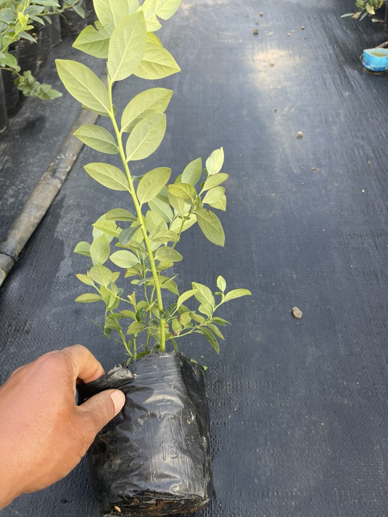 蓝莓品种分29、F6、L11、有需要的的联系我、批发零售都可