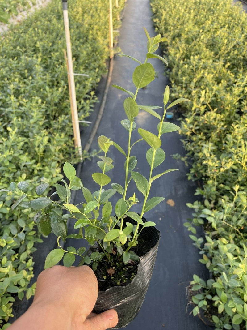 蓝莓品种分29、F6、L11、有需要的的联系我、批发零售都可