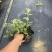 蓝莓品种分29、F6、L11、有需要的的联系我、批发零售都可