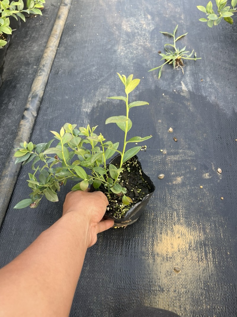 蓝莓品种分29、F6、L11、有需要的的联系我、批发零售都可