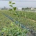 蓝莓品种分29、F6、L11、有需要的的联系我、批发零售都可