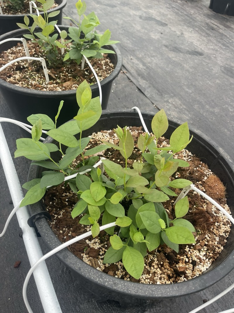 蓝莓品种分29、F6、L11、有需要的的联系我、批发零售都可