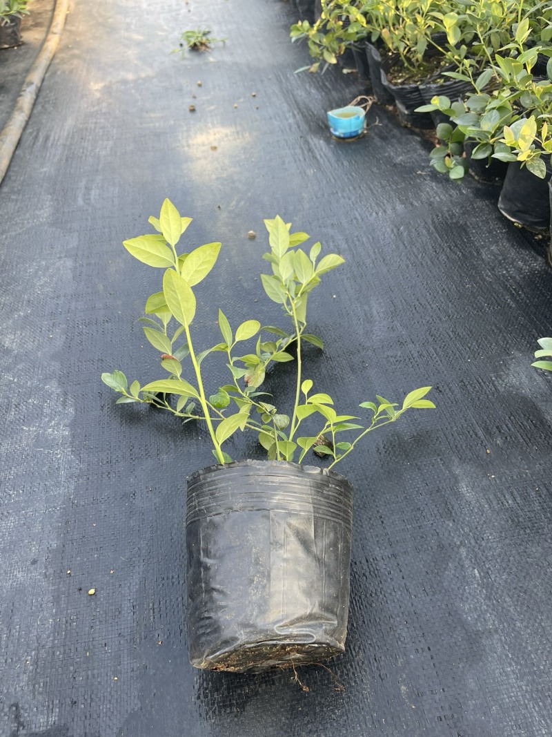 蓝莓品种分29、F6、L11、有需要的的联系我、批发零售都可