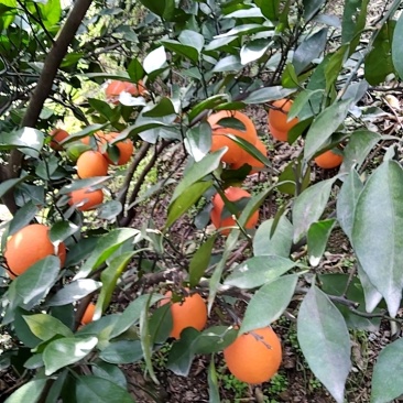 湖南纽荷尔南丰四季红