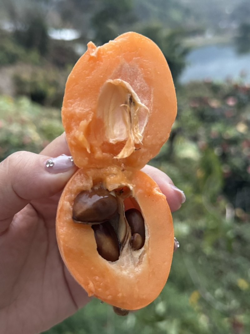 枇杷