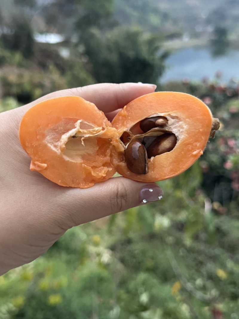 枇杷