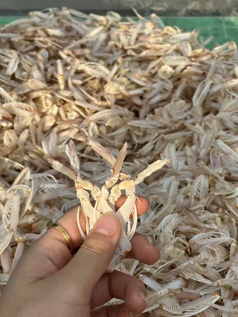 皮皮虾腿干