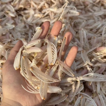 皮皮虾腿干