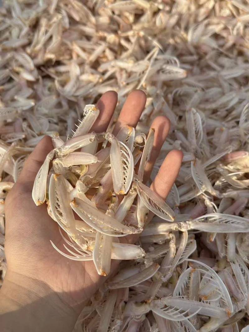 皮皮虾腿干