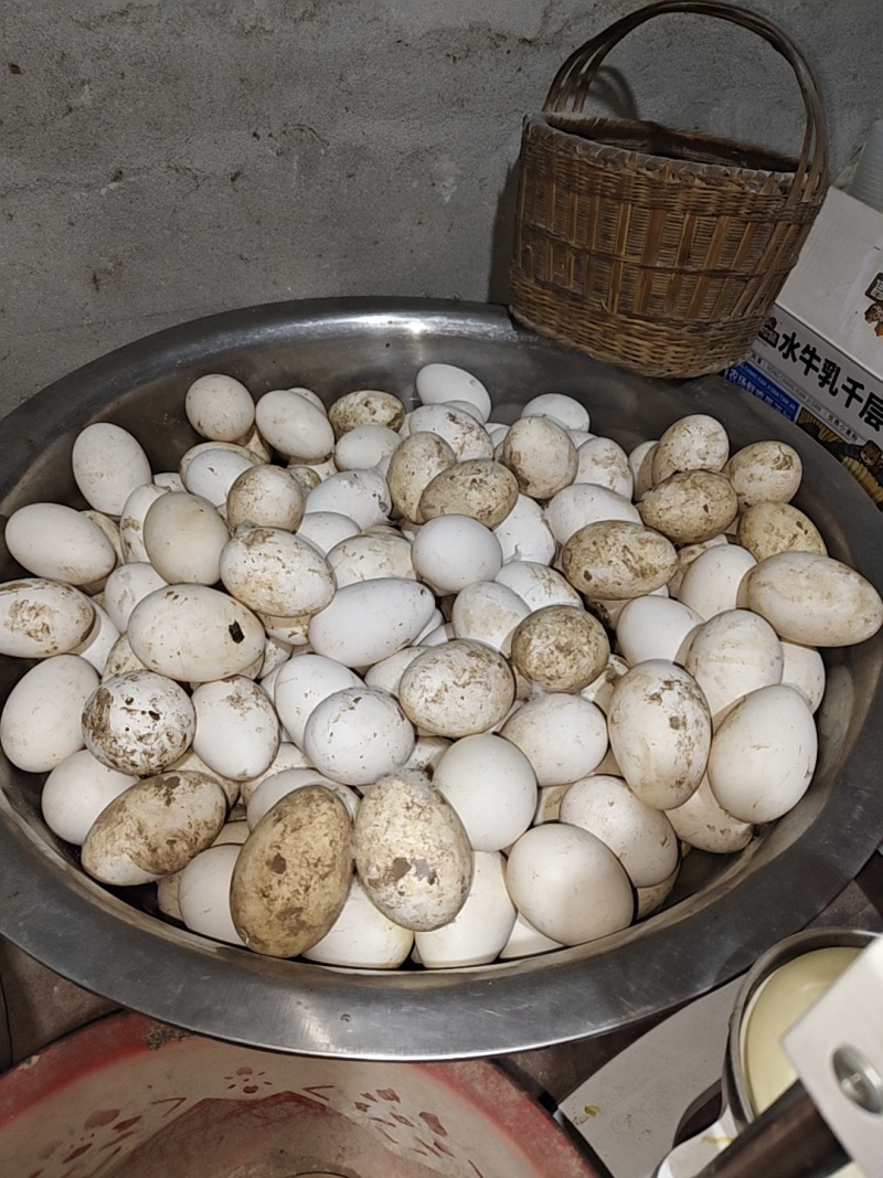 四川农家鹅蛋