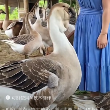 特大狮头鹅王鹅苗
