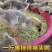 特大狮头鹅王鹅苗