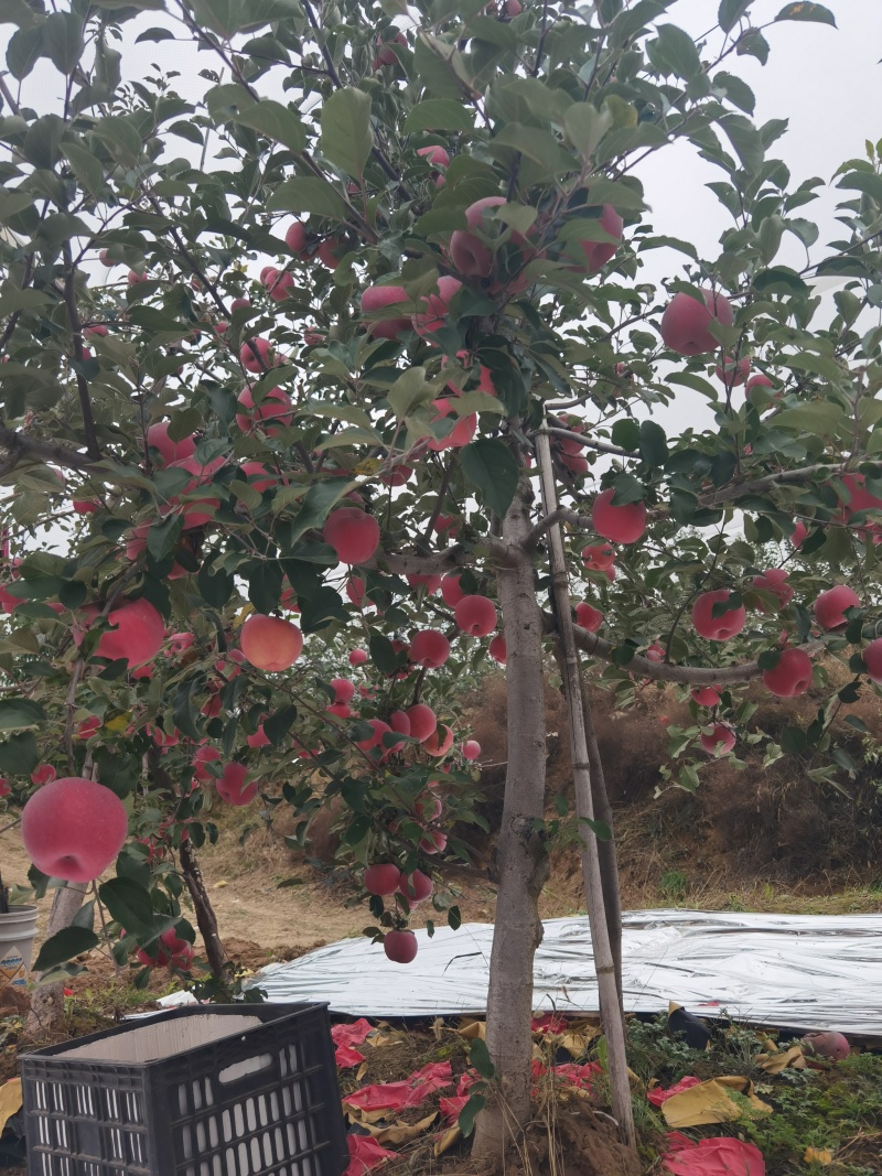 山地苹果，红富士