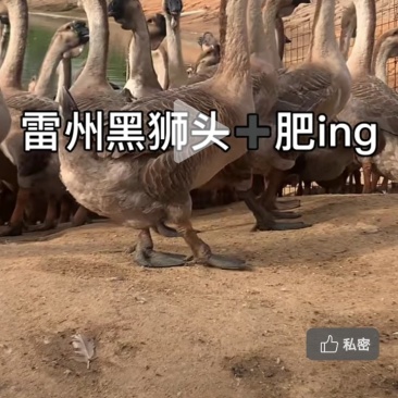 雷州大种黑狮头鹅苗