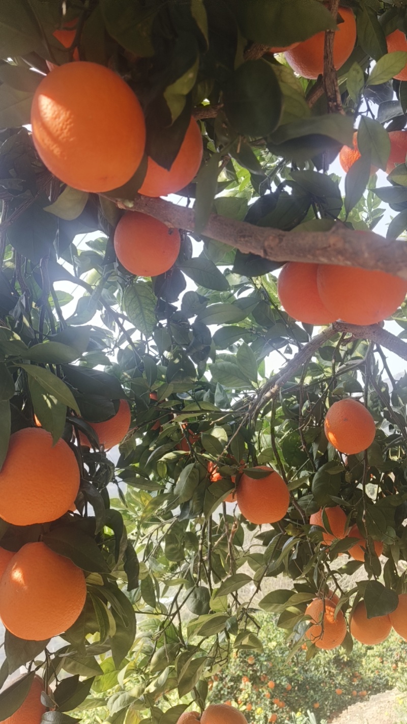 奉节脐橙