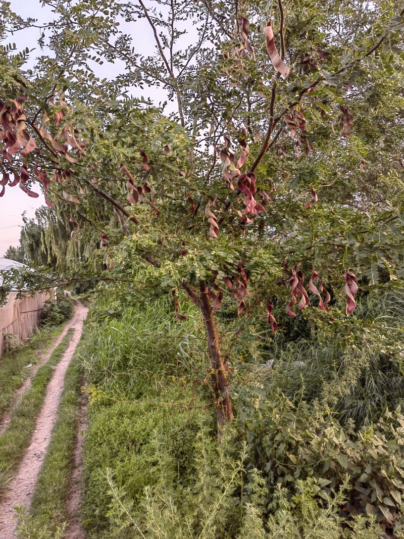 凉山州皂角树苗