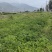 凉山州皂角树苗