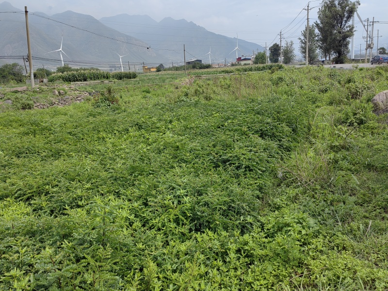 凉山州皂角树苗