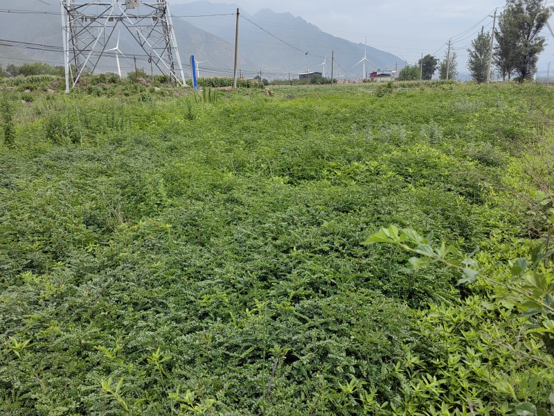 凉山州皂角树苗