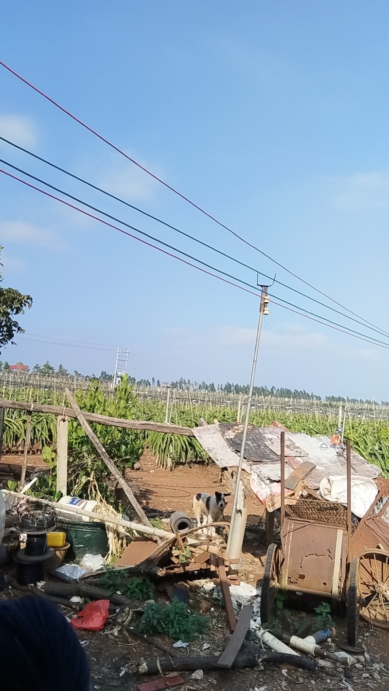 火龙果