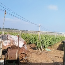 火龙果