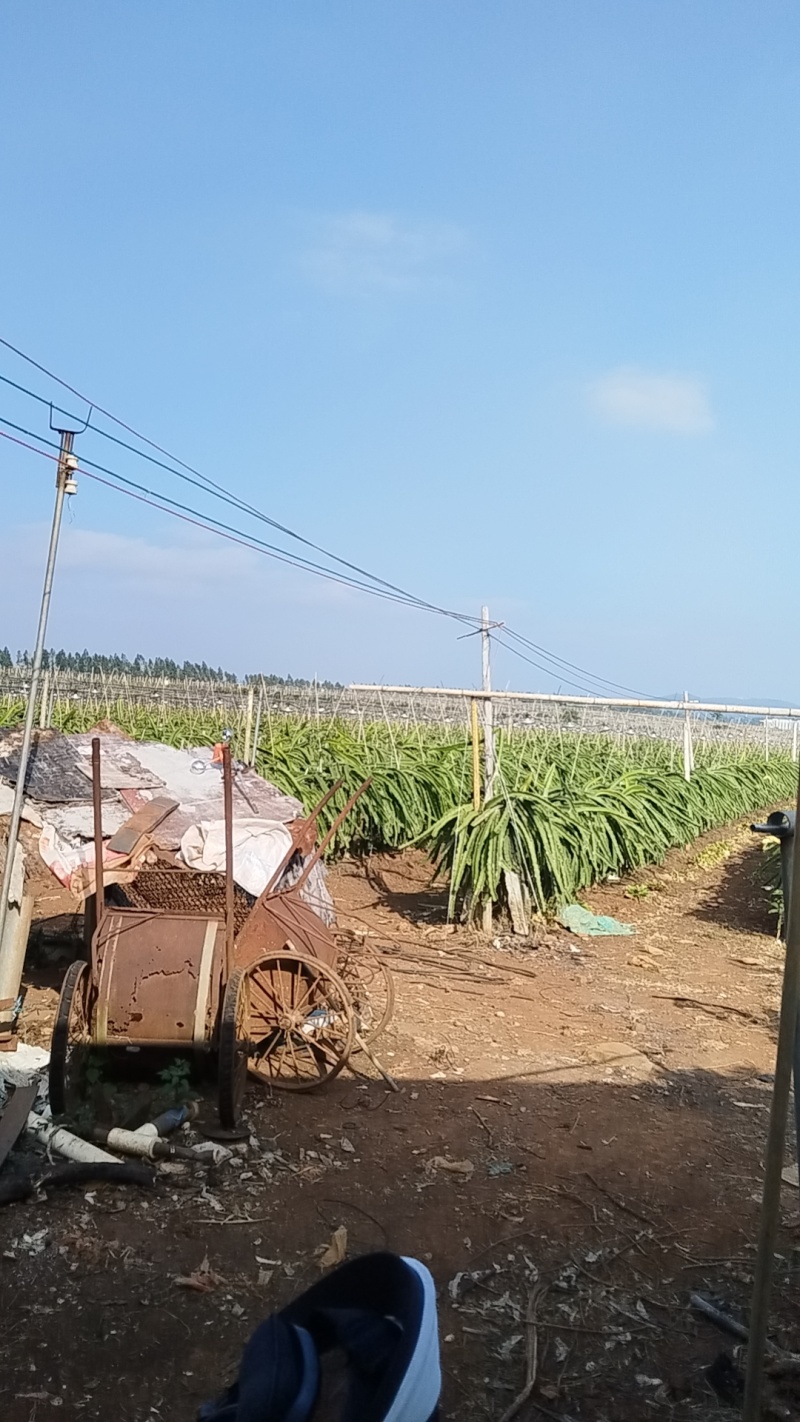火龙果