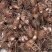 金华红芽芋