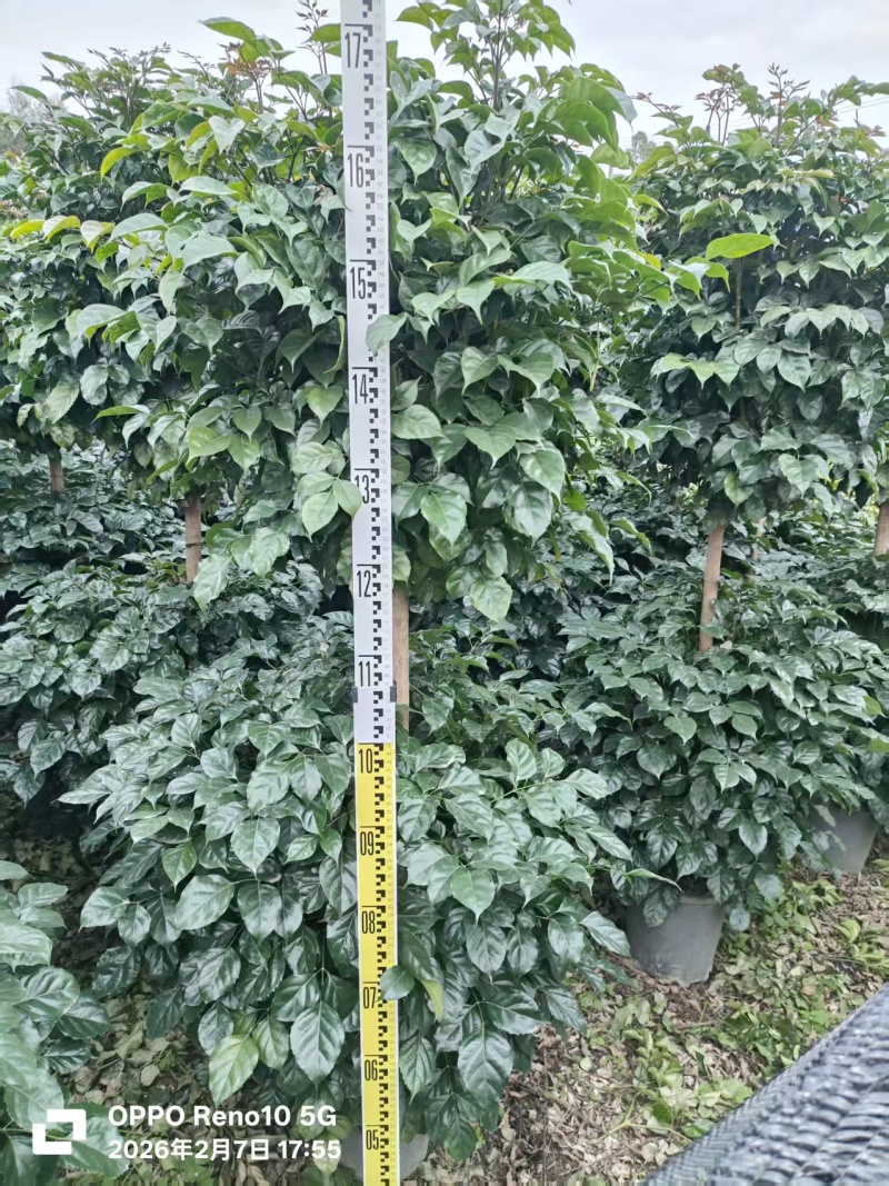 绿宝