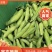 精品蚕豆/源头基地直供/货源充足/价格适中/欢迎咨询了解