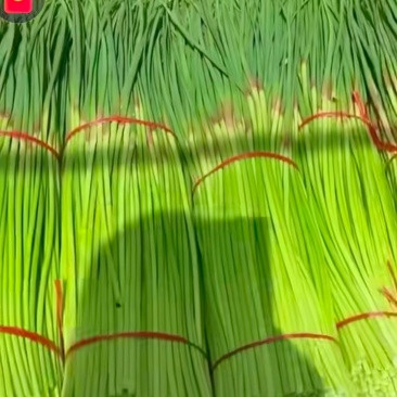 河南鲜蒜台