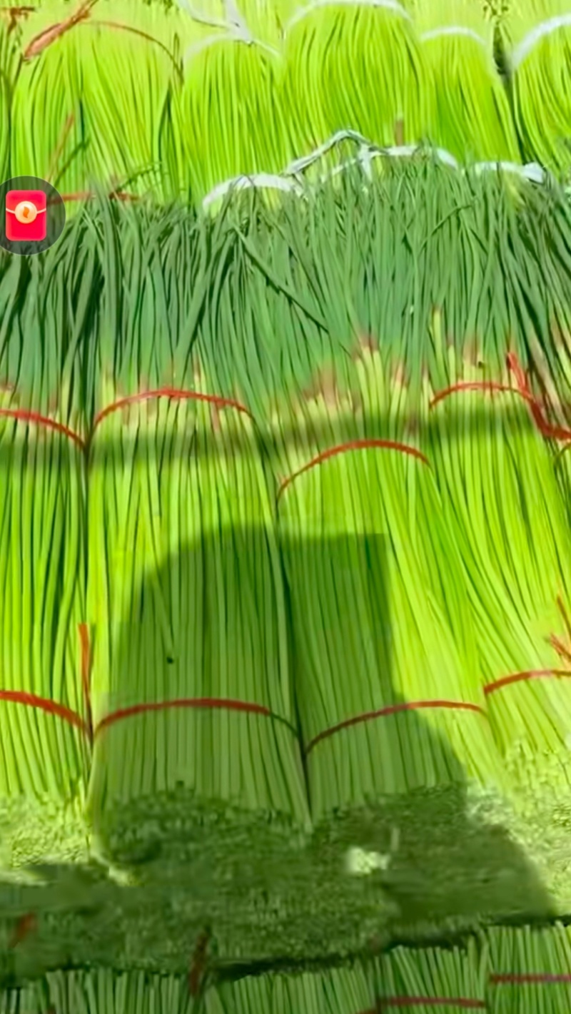 河南鲜蒜台