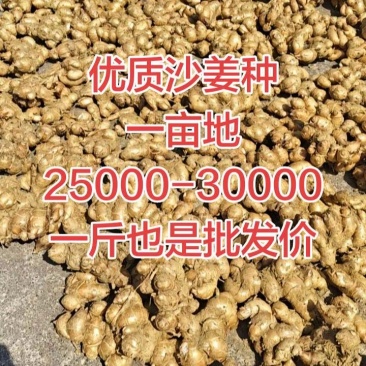 沙姜种