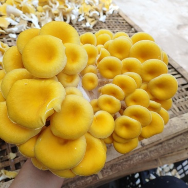 榆黄菇鲜菇上架