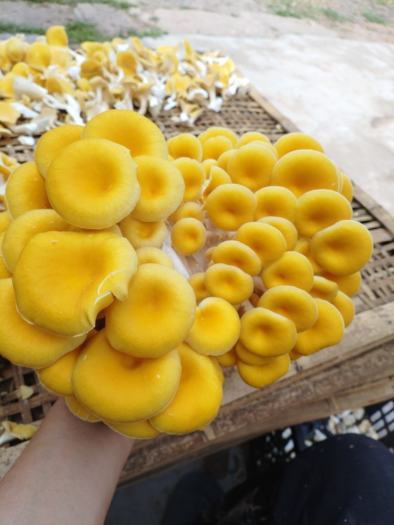 榆黄菇鲜菇上架